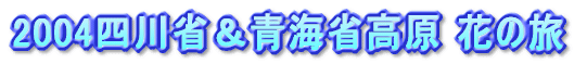 2004四川省＆青海省高原 花の旅